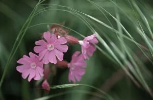 ME-1281 Red CAMPION - flowers