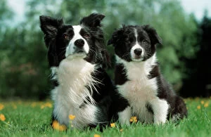 Editor's Picks: Dog - Border Collie - Adult with puppy sitting in garden