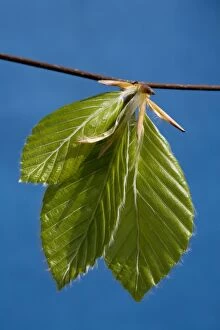 ME-1575 Beech - leaves