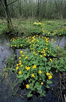 ME-1693 Marsh Marigold in marsh at spring