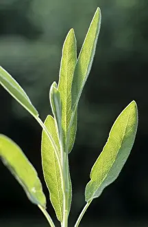 Sage Prints: Sage