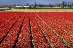 ME-1739 Tulip cultivate - Holland