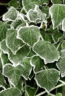ME-1801 Frost covered ivy leaves