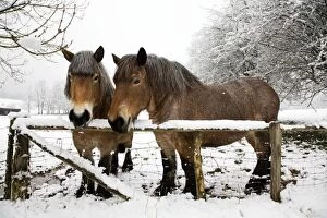 ME-1812 Belgian horses - in winter