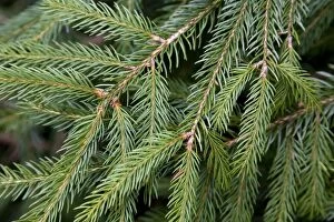 ME-1828 Spruce Tree - needles