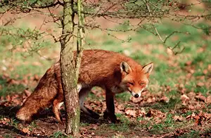 Foxes Prints: Fox