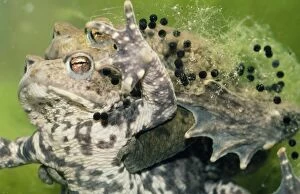ME-737 Common Toad - mating. Spawning