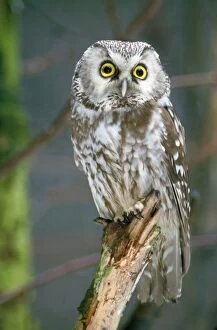 ME-742 Tengmalms Owl
