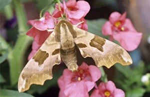 ME-766 Lime Hawk-Moth - on flower