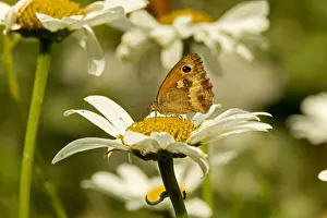 Meadow Brown Butterfly
