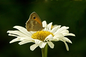 Meadow Brown Butterfly