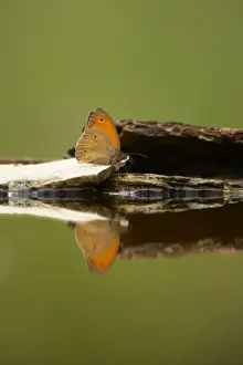 Browns Prints: Meadow Brown Butterfly - Drinking at pool - Hungary IN000762