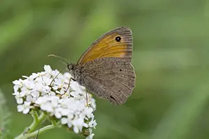 Moths And Butterflies Prints: Meadow Brown Butterfly - on flower - UK