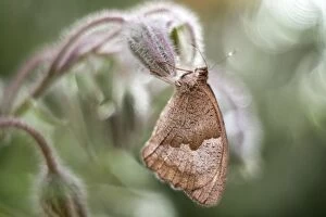 Borage Gallery: Meadow Brown butterfly, Norfolk UK