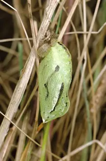 Meadow Brown Prints: Meadow Brown Butterfly - pupa