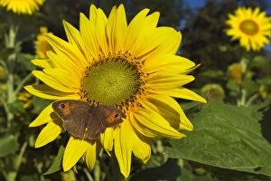 Images Dated 17th August 2013: Meadow Brown Butterfly on sunflower (Helianthus)