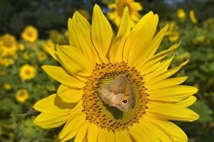 Butterflies & Insects Gallery: Meadow Brown Butterfly on sunflower (Helianthus)