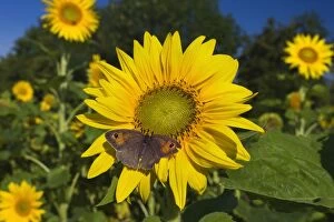 Annuus Gallery: Meadow Brown Butterfly on sunflower (Helianthus)