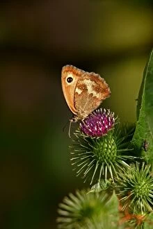 Meadow Brown Butterfly - on thistle