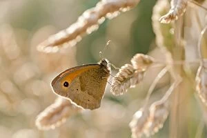 Images Dated 13th July 2013: Meadow Brown Butterfly - UK