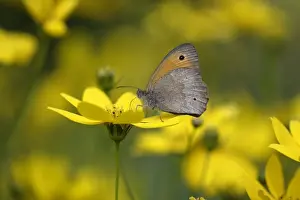 Meadow Brown Butterfly- with wings closed in garden, Lower Saxony, Germany
