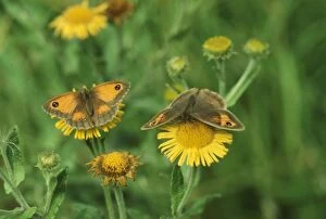Meadow Brown and Hedge Brown / Gatekeeper (Pyronia tithonus) BUTTERFLIES - both with wings open, feeding. Both female