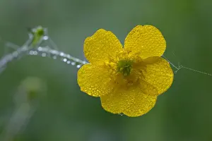 Droplets Prints: Meadow Buttercup- flower covered with morning dew, Lower Saxony, Germany