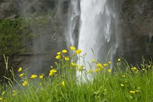 Buttercups Gallery: Meadow Buttercups - by Seljalandsfoss Waterfall