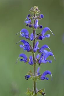 Images Dated 23rd May 2012: Meadow Clary
