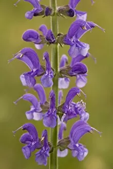 Images Dated 22nd October 2006: Meadow Clary