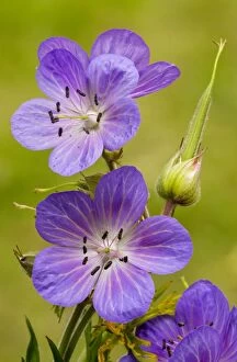 Images Dated 29th June 2008: Meadow Cranesbill