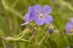 Cranesbill Prints: Meadow cranesbill (Geranium pratense). Wilts