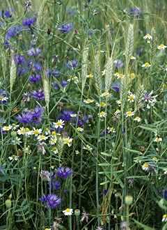 Images Dated 18th March 2005: Meadow Flowers - Cornflower (Centaurea cyanus) & Mayweed in corn crop. Cornfield weeds
