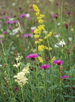Images Dated 18th March 2005: Meadow Flowers - Flowery pasture, Trust Reserve. Clattinger farm, Wiltshire