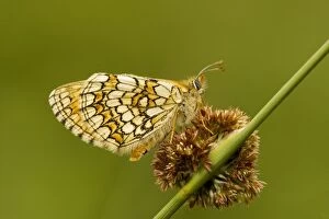 Images Dated 5th May 2007: Meadow Fritillary (Mellicta parthenoides) settled on rush flower