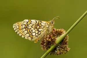 Fritillary Prints: Meadow Fritillary (Mellicta parthenoides) settled on rush flower
