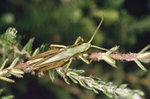 Images Dated 15th May 2008: Meadow Grasshopper