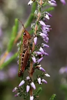 Images Dated 19th August 2007: Meadow Grasshopper - on heather