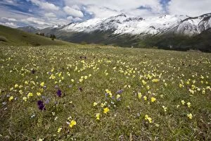 Apennines Gallery: Meadow masses of spring flowers including Viola