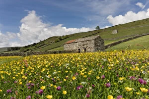 Buttercups Gallery: Meadow - Muker - Yorkshire Dales - UK