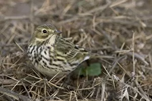 Images Dated 27th October 2007: Meadow Pipit