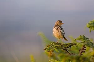 Images Dated 24th July 2012: Meadow Pipit
