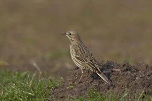 Passerine Bird Gallery: Meadow Pipit - adult bird - Germany Meadow Pipit