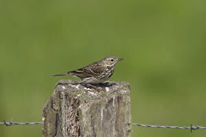 Passerine Bird Gallery: Meadow Pipit - adult bird perched on post - Germany