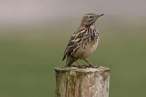 Meadow pipit, Anthus pratensis. t is primarily