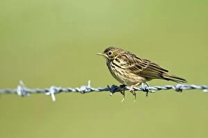 Meadow Pipit - on barbed wire