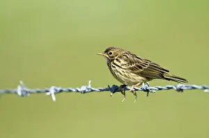 Pipit Prints: Meadow Pipit - on barbed wire - North UIst - Outer Hebrides