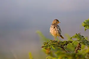 Passerines Prints: Meadow Pipit - Cornwall - UK