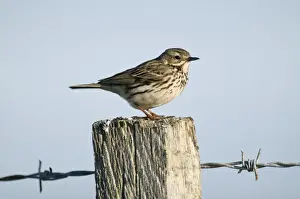 Pipit Prints: Meadow Pipit - on fence post - North Uist - Outer Hebrides