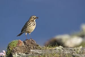 Images Dated 22nd May 2010: Meadow Pipit - with insect - Cornwall - UK